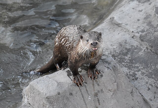 Barry the Otter